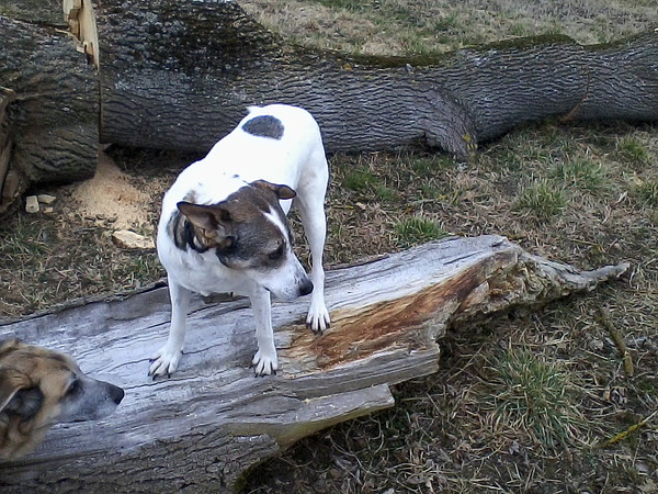 med_Balanceakt auf dem Wackelholz.jpg (600 x 450)